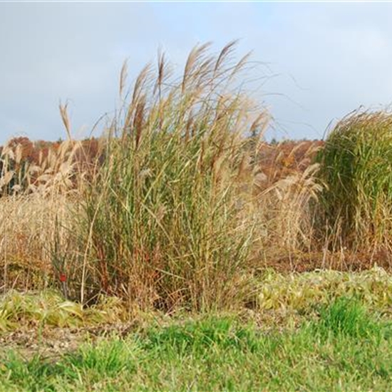 Miscanthus sinensis 'Goliath'