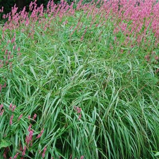 Miscanthus sinensis 'Afrika'