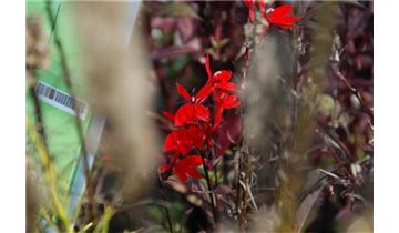 Gartenpflanzen Daepp