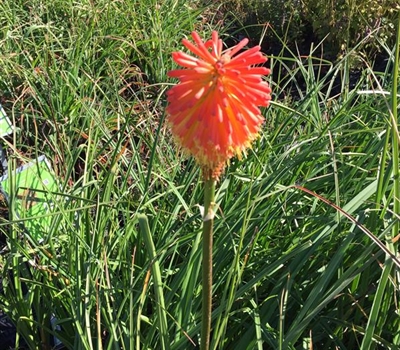 Kniphofia rooperi