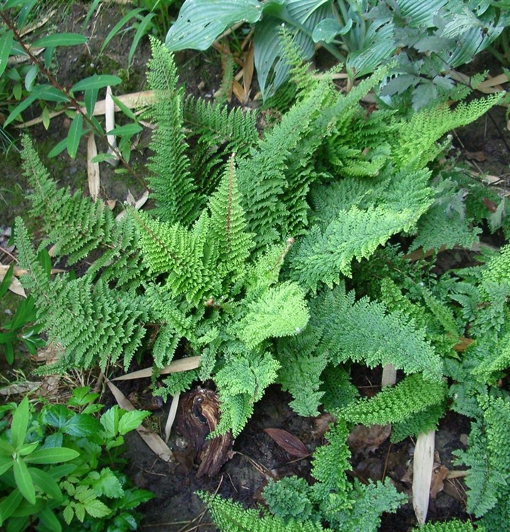 Borstiger Schildfarn