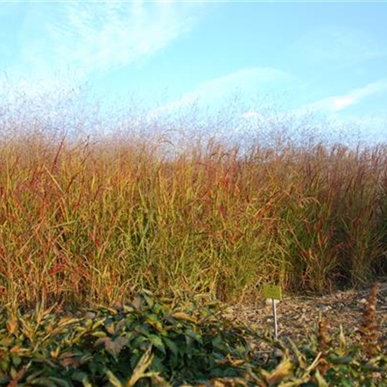 Panicum virgatum 'Rehbraun'