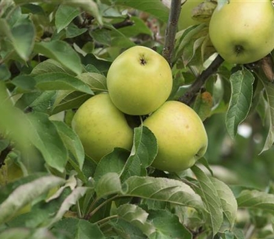 Malus domestica 'Moonlight'