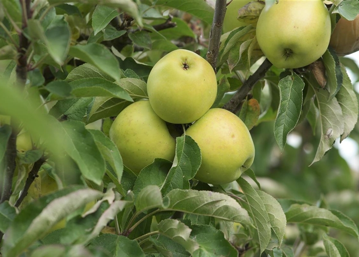 Malus (Apfel) 'Moonlight'