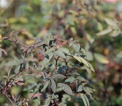 Rosa glauca