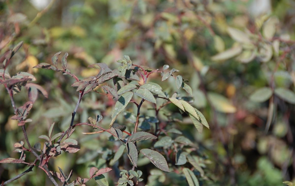 Rosa glauca