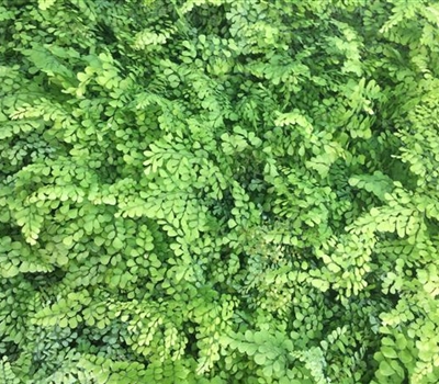 Adiantum venustum