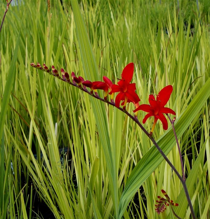 Crocosmia masoniorum 'Venus'