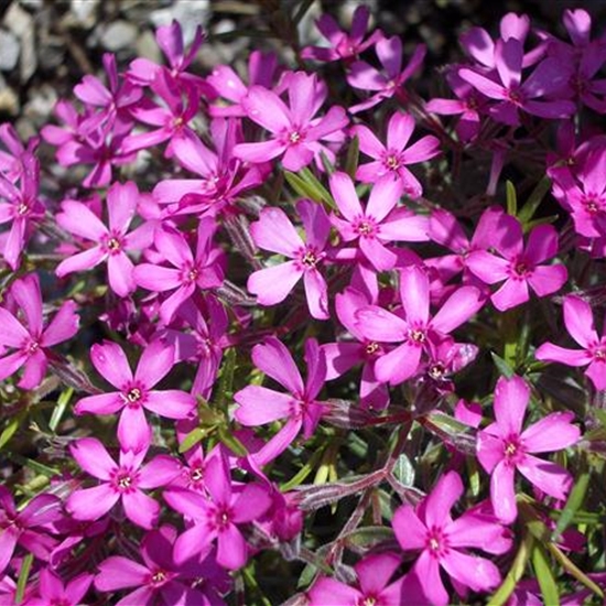 Phlox (Subulata-Gruppe) 'Janusz'