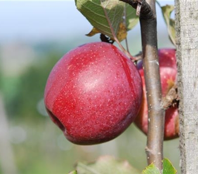 Malus domestica 'Florina' (Querina)