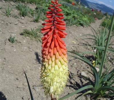 Kniphofia 'Royal Standard'