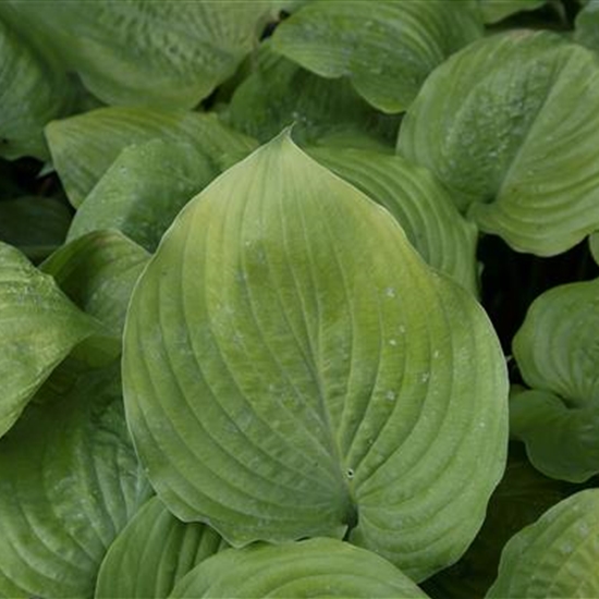 Hosta 'Sum and Substance'