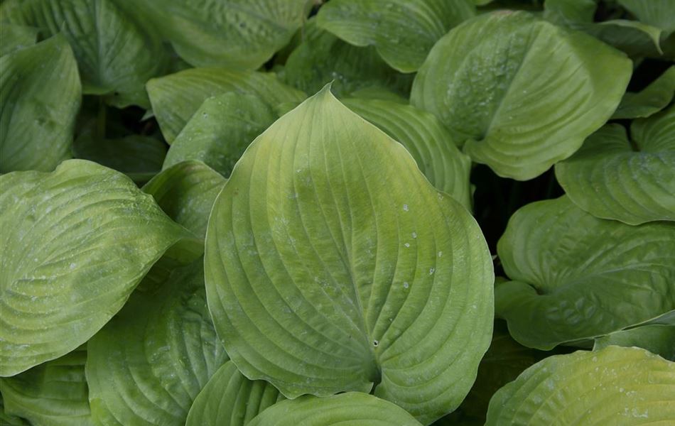 Hosta 'Sum and Substance'