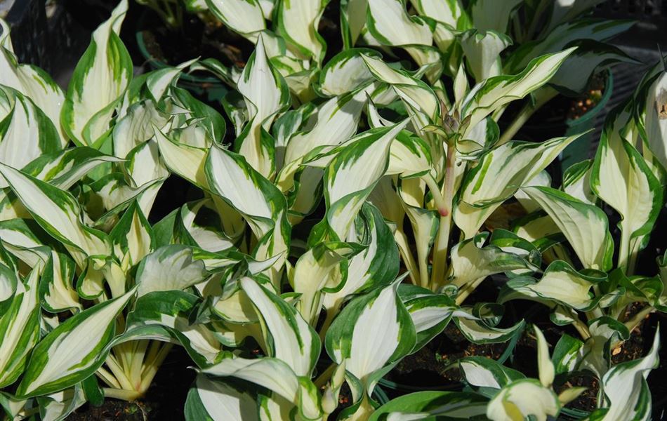 Hosta 'Fire and Ice'