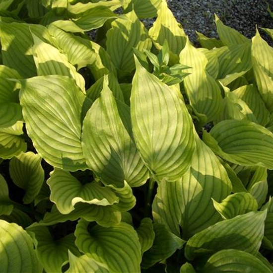 Hosta ventricosa