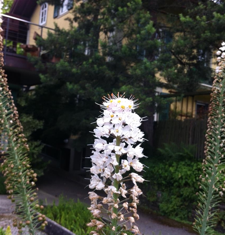 Lilienschweif, Steppenkerze