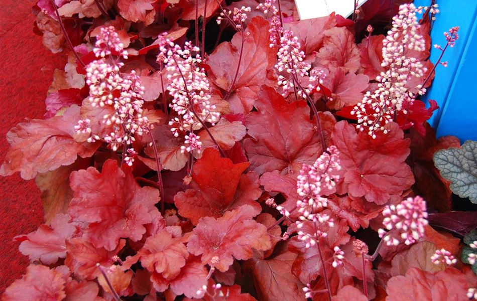 Heuchera 'Fire Alarm'