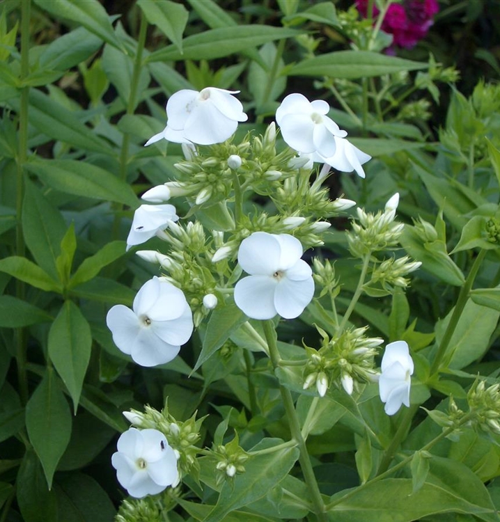 Hoher Staudenphlox