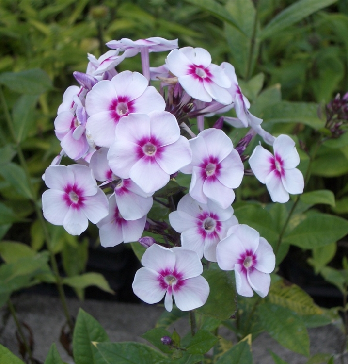 Hoher Staudenphlox