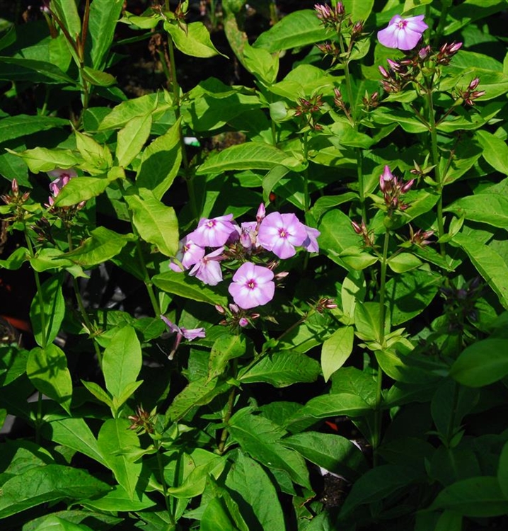 Hoher Staudenphlox