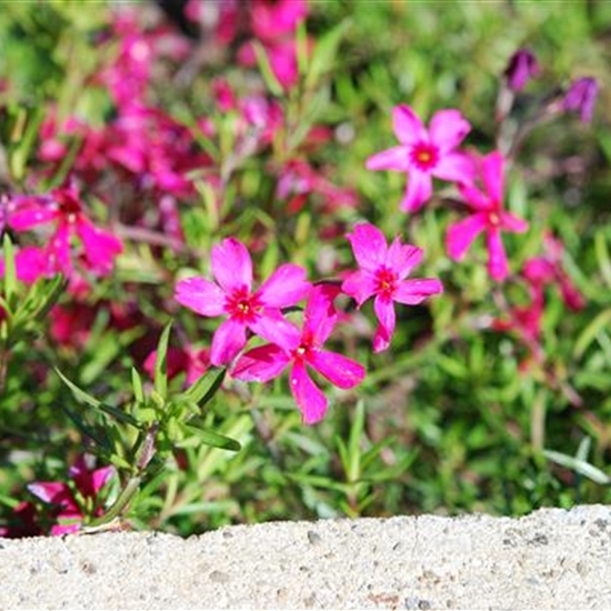 Phlox (Subulata-Gruppe) 'Atropurpurea'