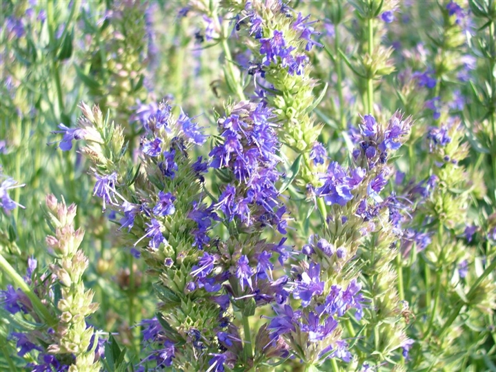 Hyssopus Officinalis, Ysop - Gartenpflanzen Daepp