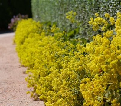 Alchemilla vulgaris