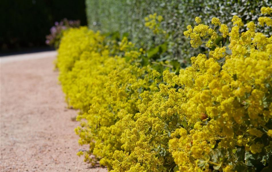 Alchemilla vulgaris