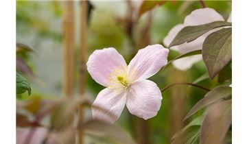 Gartenpflanzen Daepp