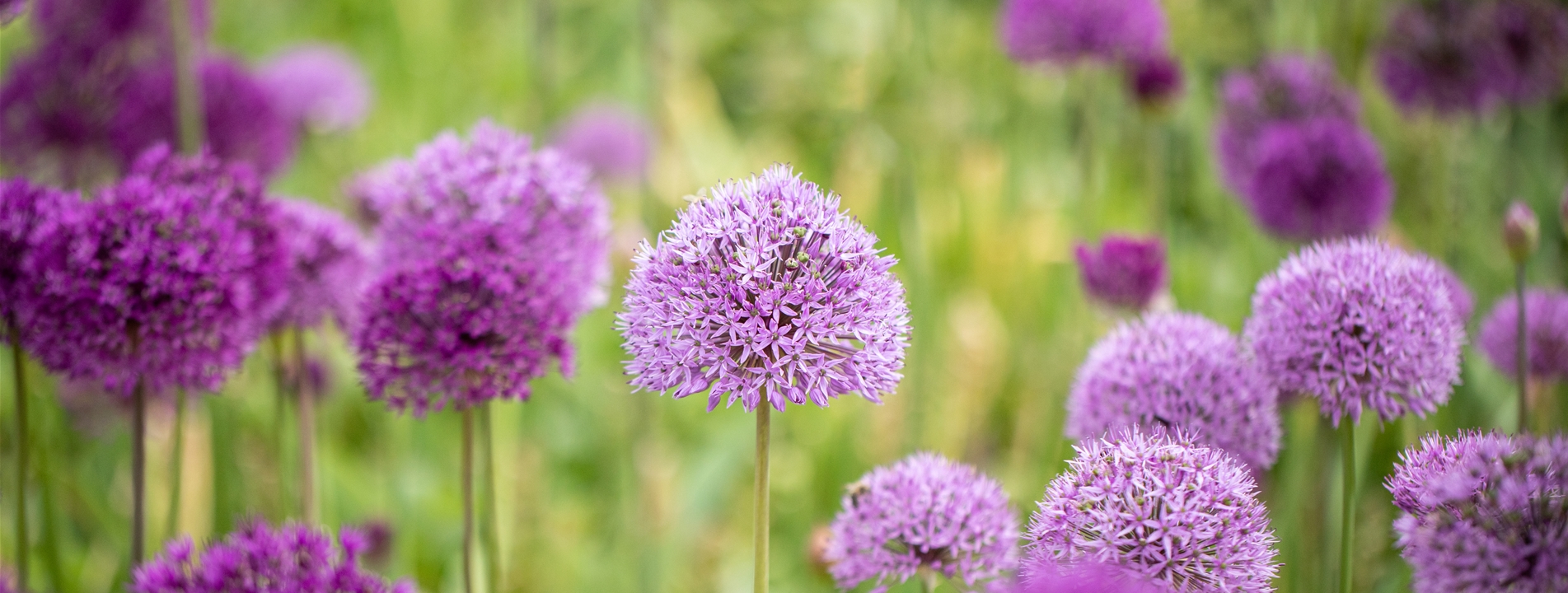 Zierlauch (Allium)