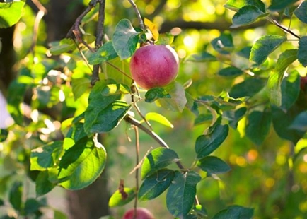 Obst- und Beerengehölze