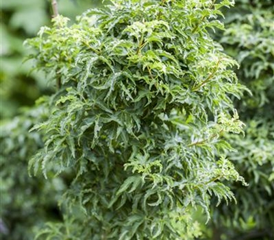 Acer palmatum 'Shishigashira'