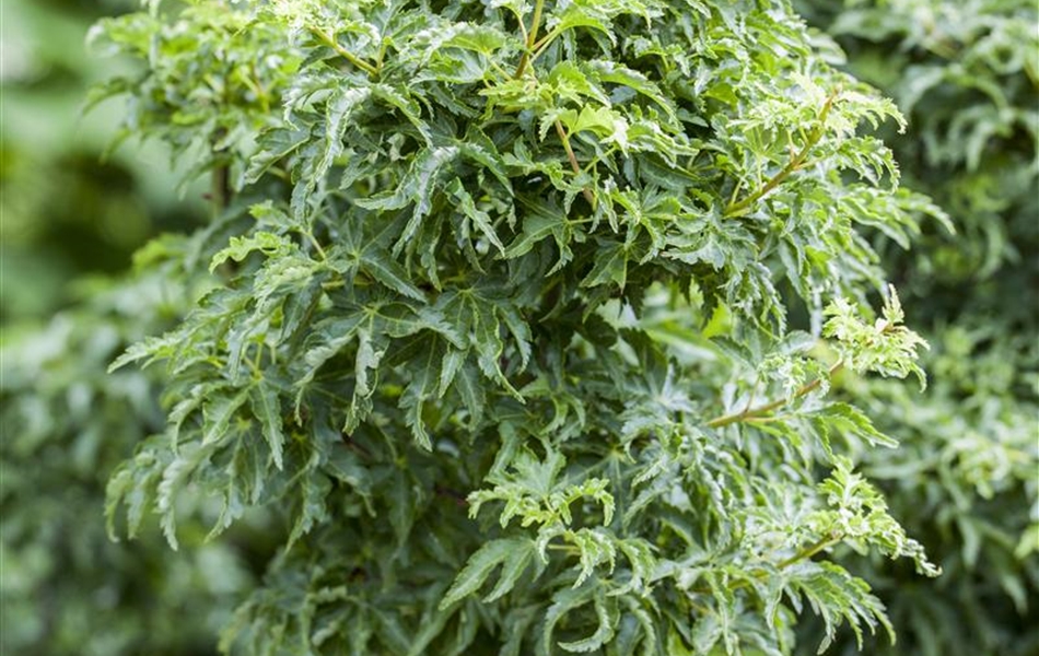 Acer palmatum 'Shishigashira'