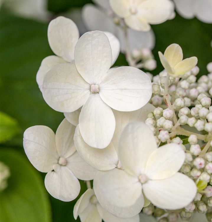 Hortensie