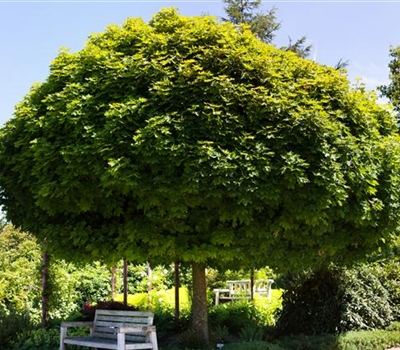 Acer platanoides 'Globosum'