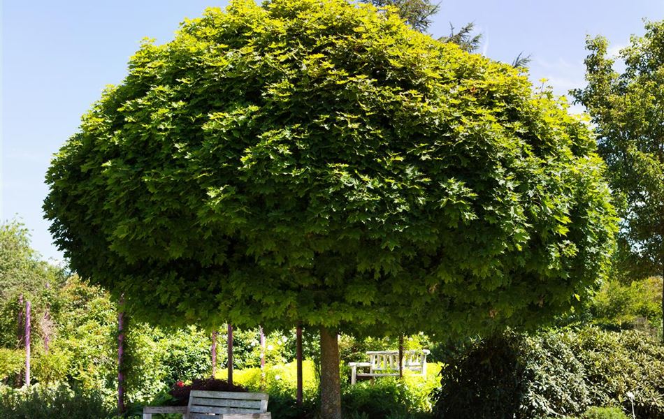 Acer platanoides 'Globosum'