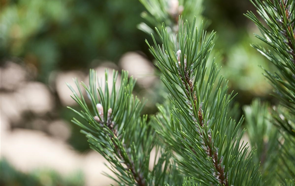 Pinus mugo 'Gnom'