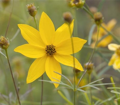 Coreopsis verticillata 'Grandiflora'