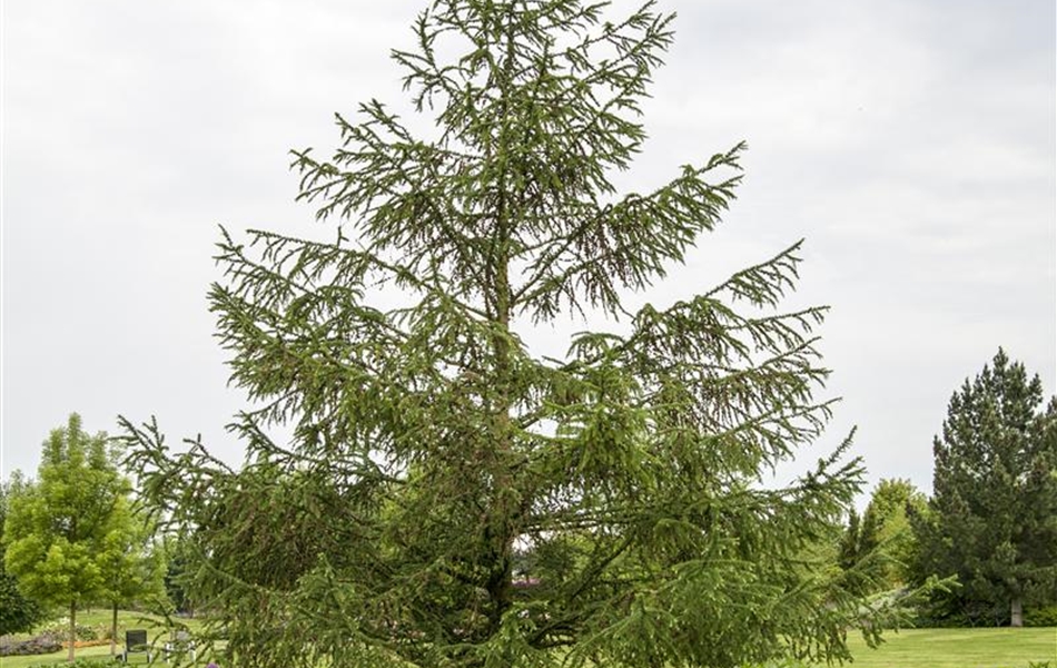 Larix decidua