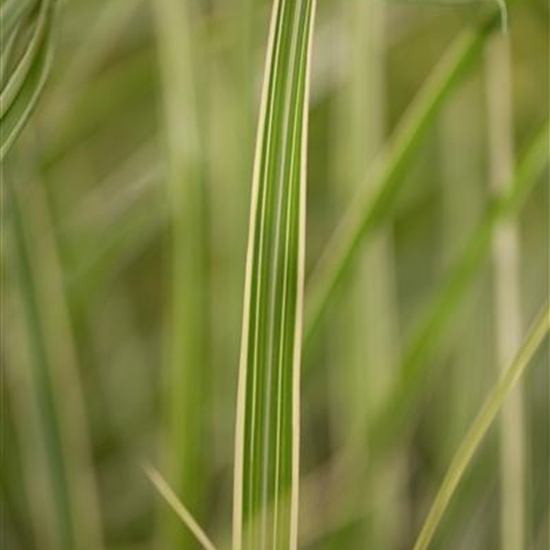 Miscanthus sinensis 'Variegatus'