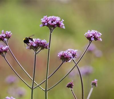 Verbena bonariensis