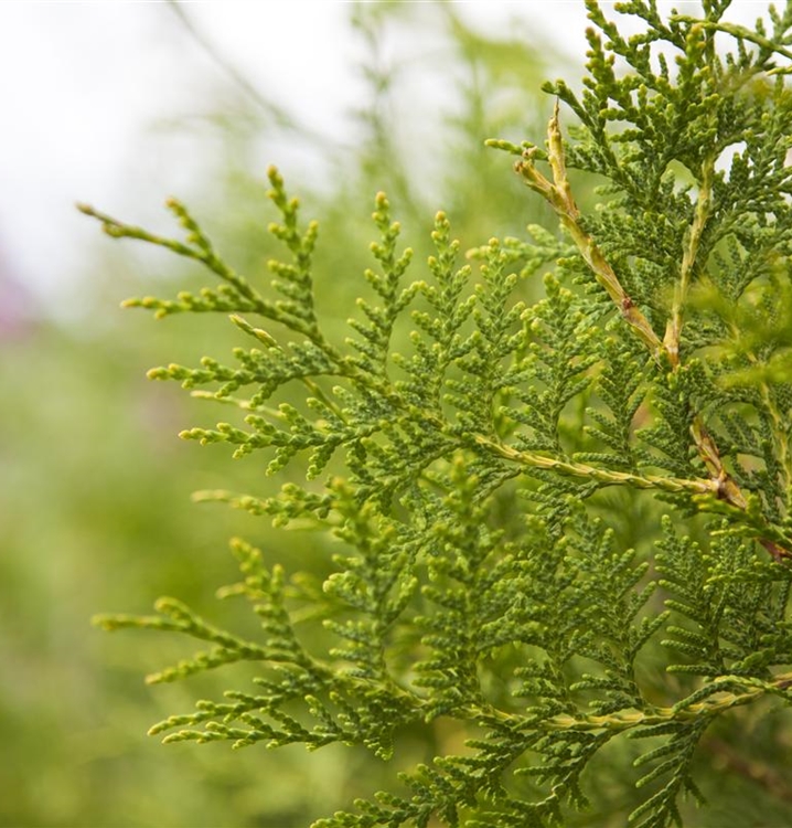 Thuja, Lebensbaum