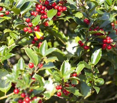 Ilex aquifolium 'Alaska'