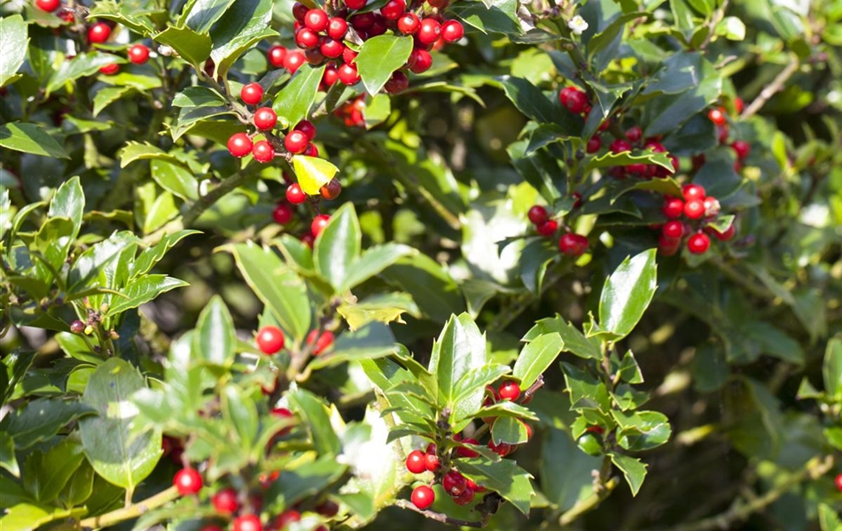 Ilex aquifolium 'Alaska'