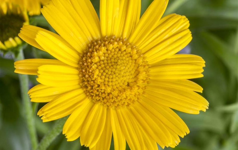 Buphthalmum salicifolium 'Alpengold'