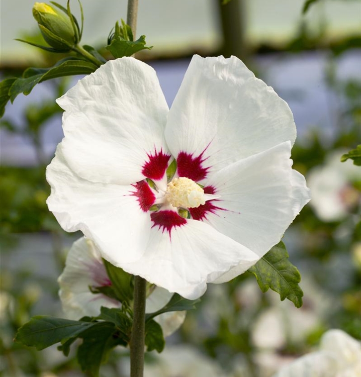 Hibiscus, Eibisch