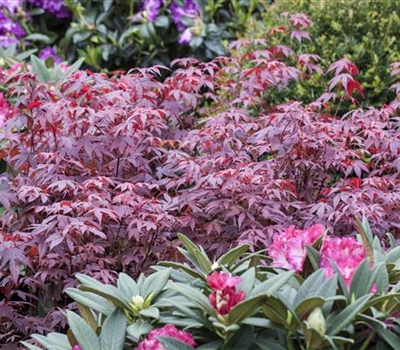 Acer palmatum 'Atropurpureum'