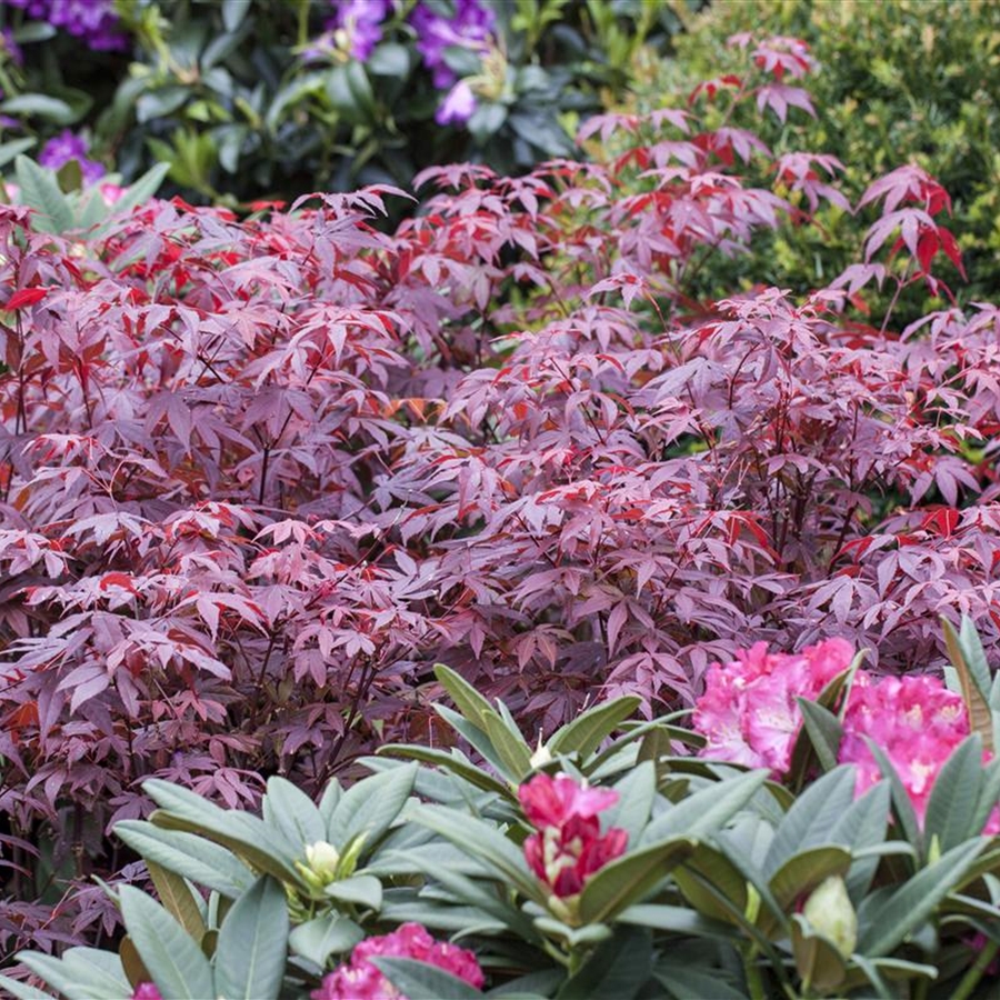 Acer palmatum 'Atropurpureum'