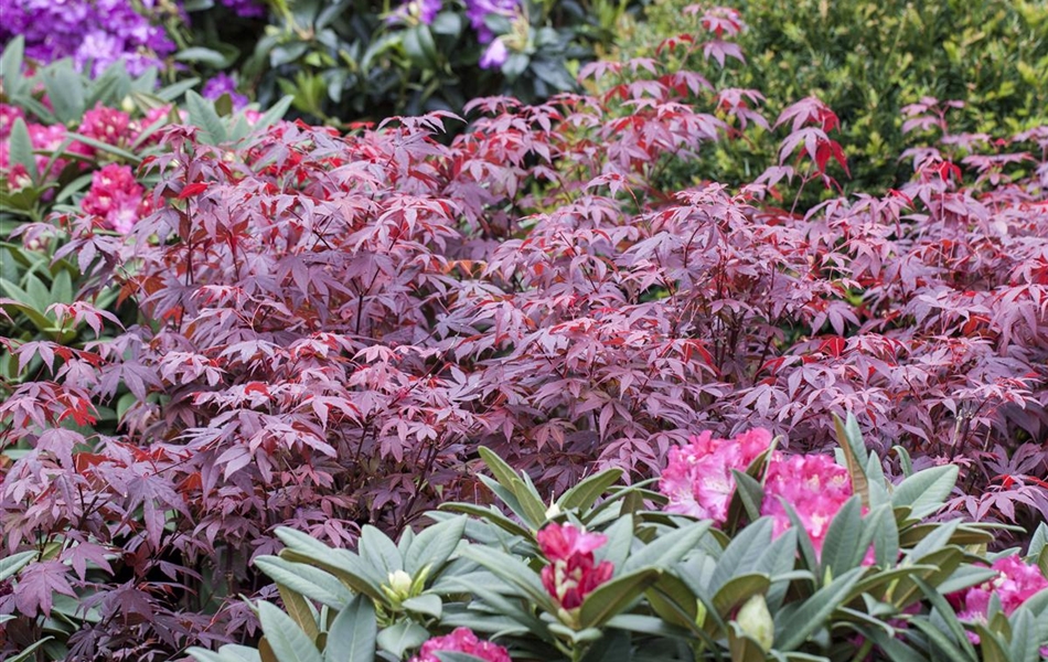 Acer palmatum 'Atropurpureum'