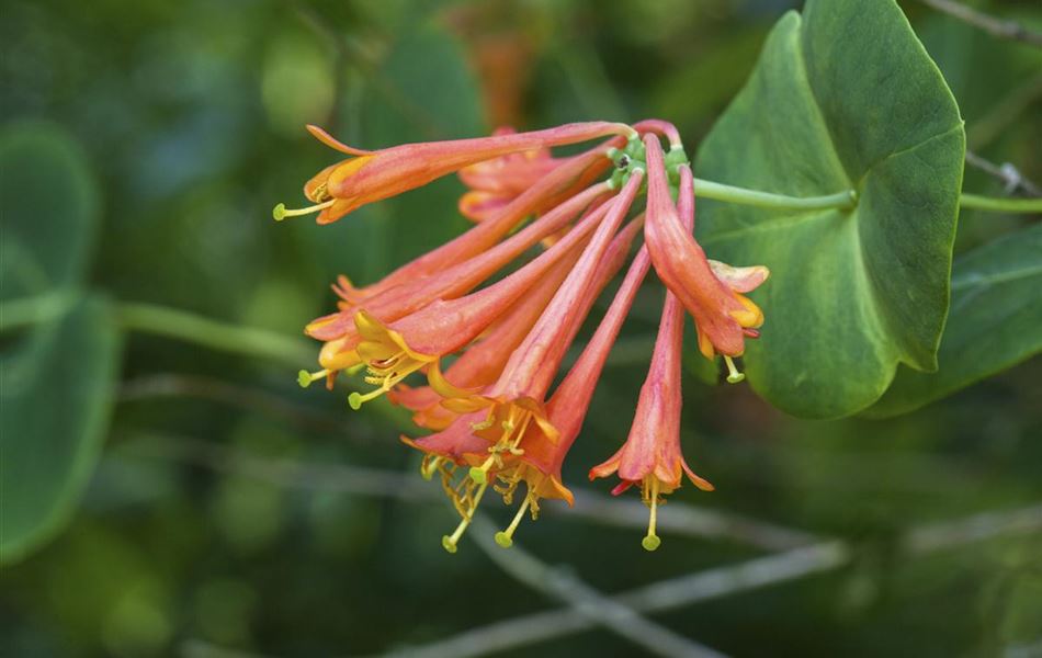 Lonicera brownii (x) 'Dropmore Scarlet'